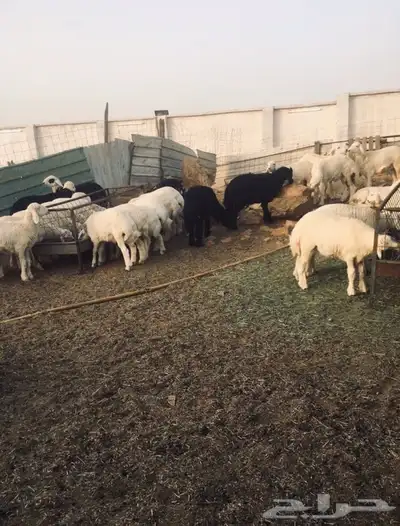 ذبايح طليان ورخال حري سواكني تيوس 5