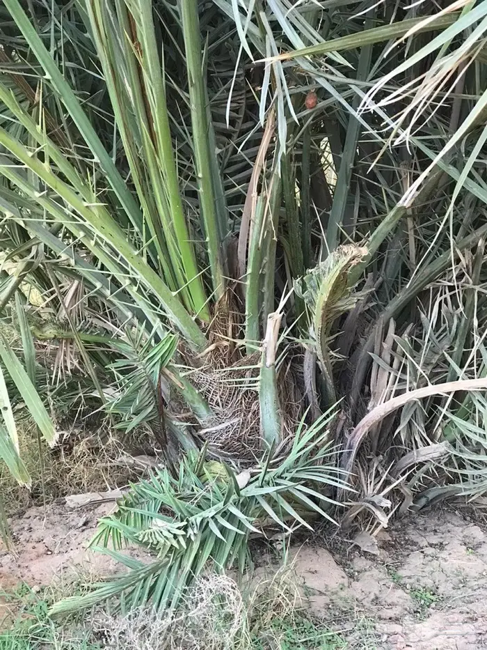 نخل خلاص اشيقر 0