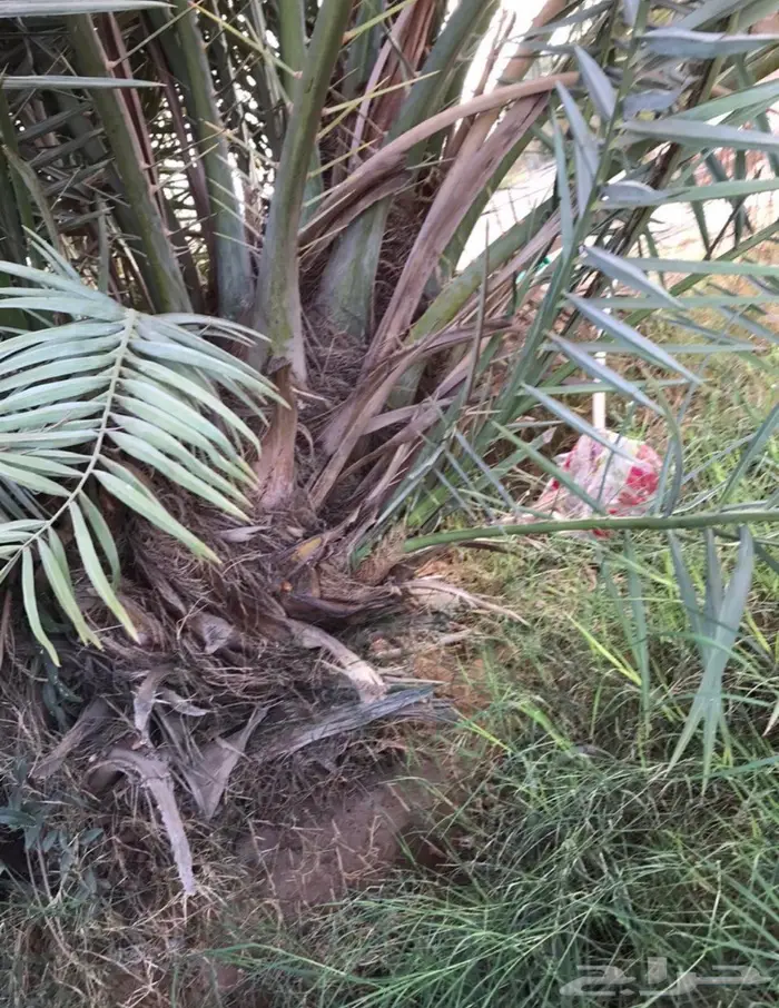 نخل خلاص اشيقر 1