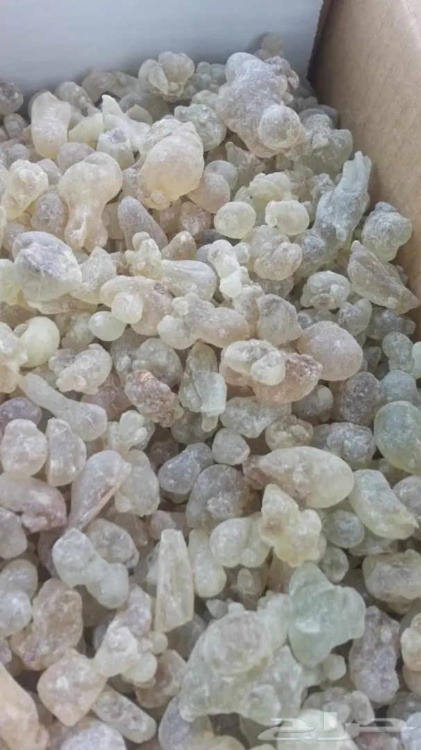 لبان حوجري ظفاري عماني بيور و طازة .. 2
