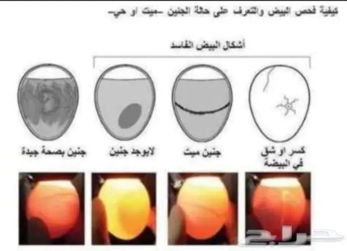 معلومات هامة تخص بيض الدجاج داخل الفقاسة 0
