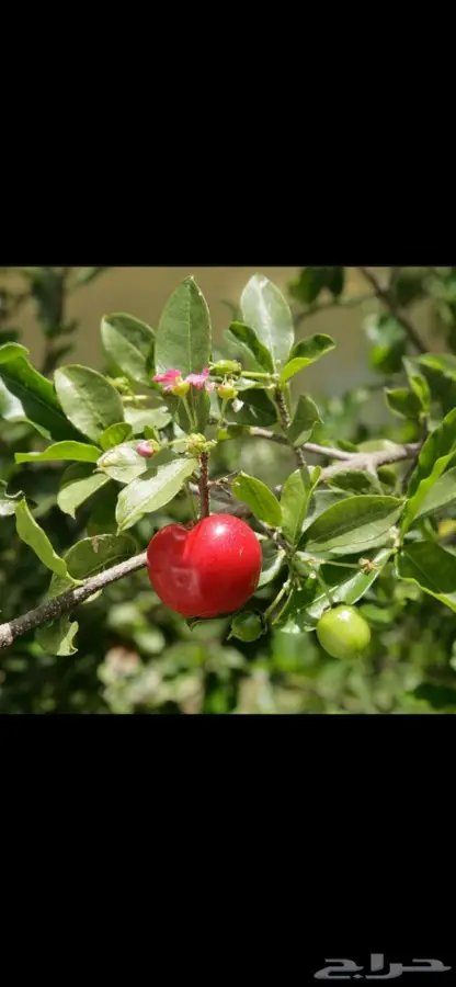 شتلات كرز للبيع 0