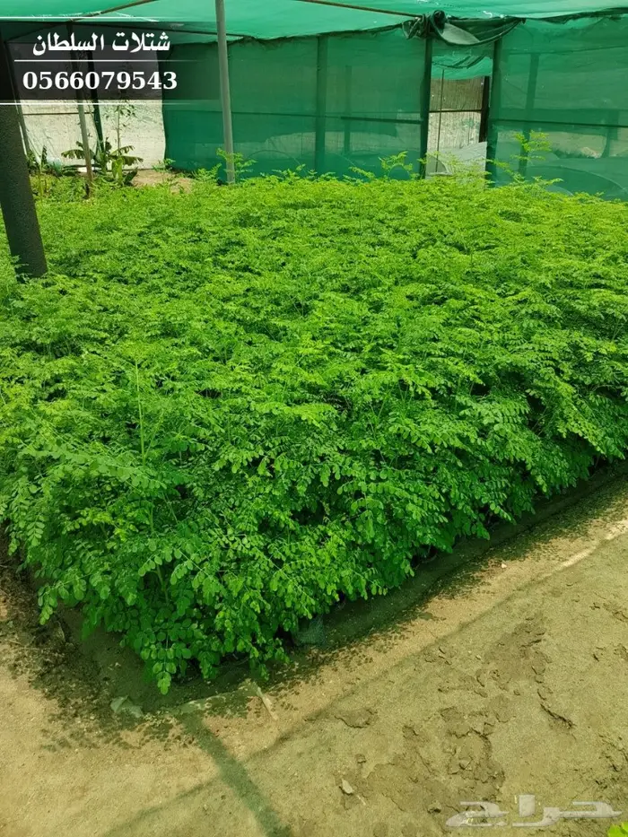 شتلات مورينجا الاوليفيرا ( شجرة الحياة ) 2