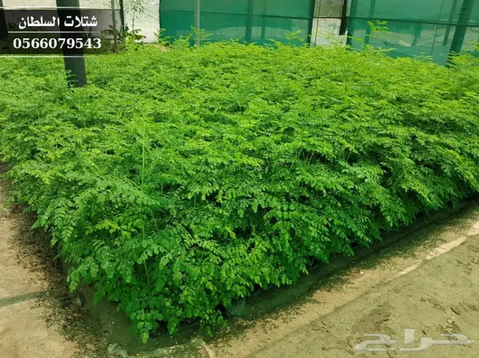 شتلات مورينجا الاوليفيرا ( شجرة الحياة ) 1