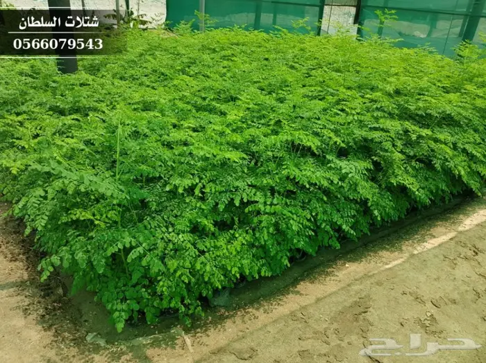 شتلات مورينجا الاوليفيرا ( شجرة الحياة ) 3