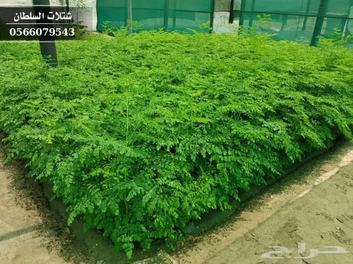 شتلات مورينجا الاوليفيرا ( شجرة الحياة ) 5