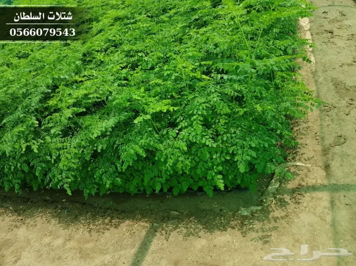 شتلات مورينجا الاوليفيرا ( شجرة الحياة ) 6