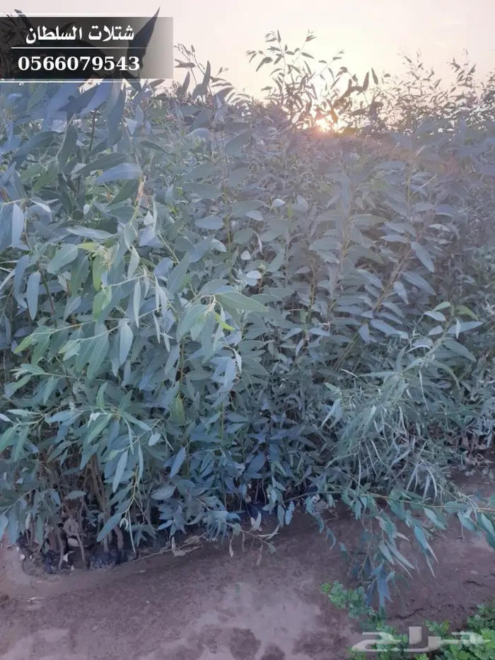 شتلات الكينا ( الكافور ) 0