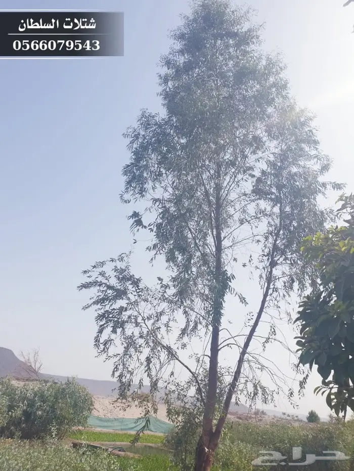 شتلات الكينا ( الكافور ) 2