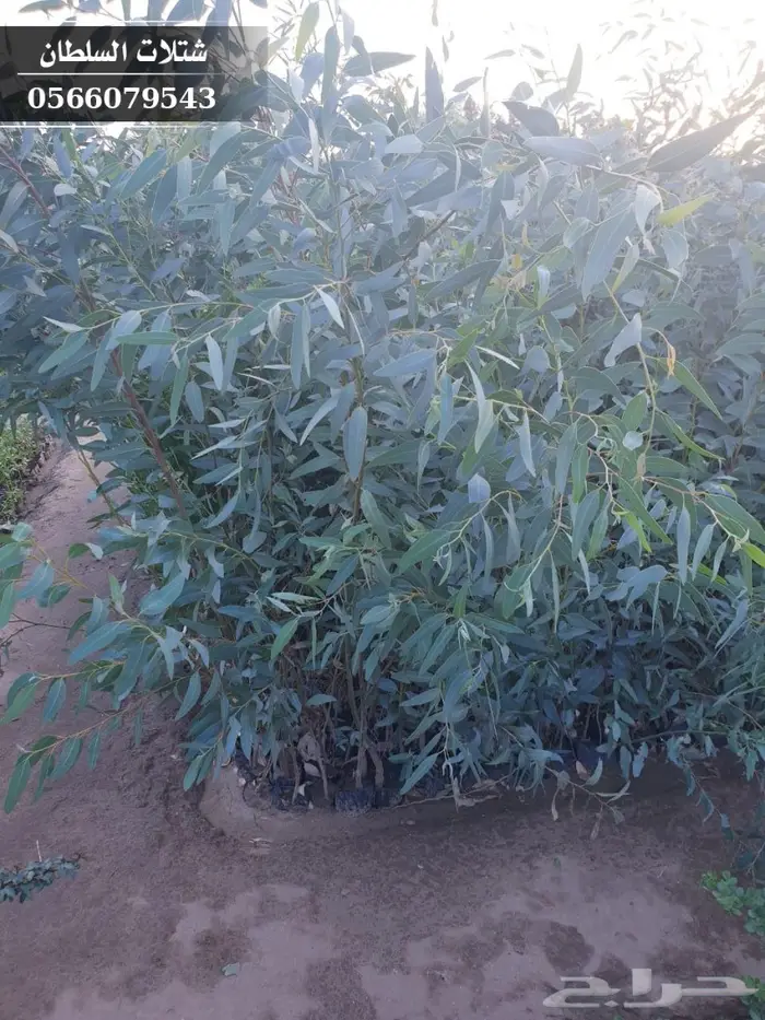 شتلات الكينا ( الكافور ) 3