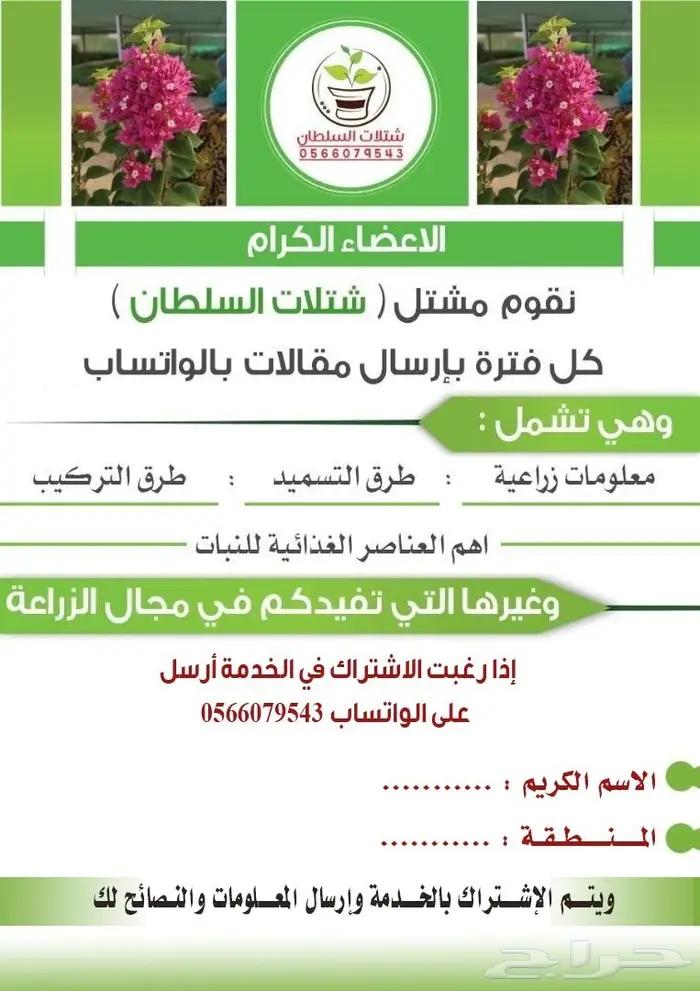 شتلات بفتة Vinca Rosea ( بكميات كبيرة )   8