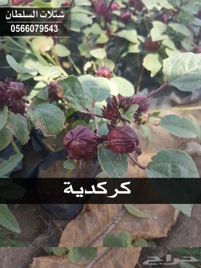 بإسعار منافسة ..شتلات تبدأ من 1.50 الى 3 ريال 60