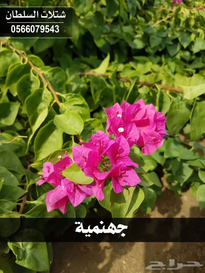 بإسعار منافسة ..شتلات تبدأ من 1.50 الى 3 ريال 80