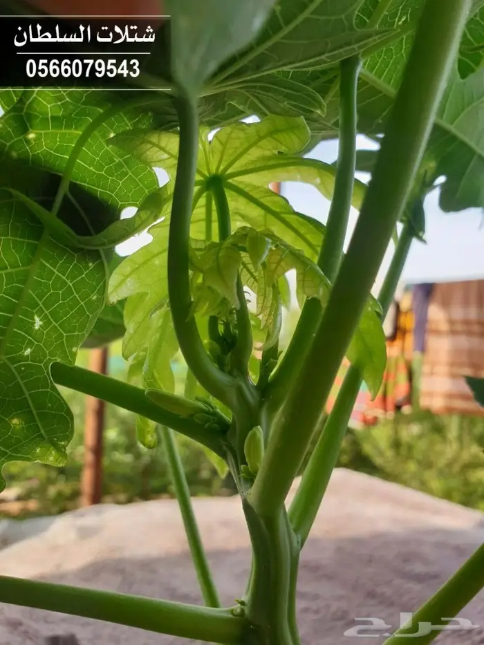   Seedlings with best prices from 1.50 to 3  15