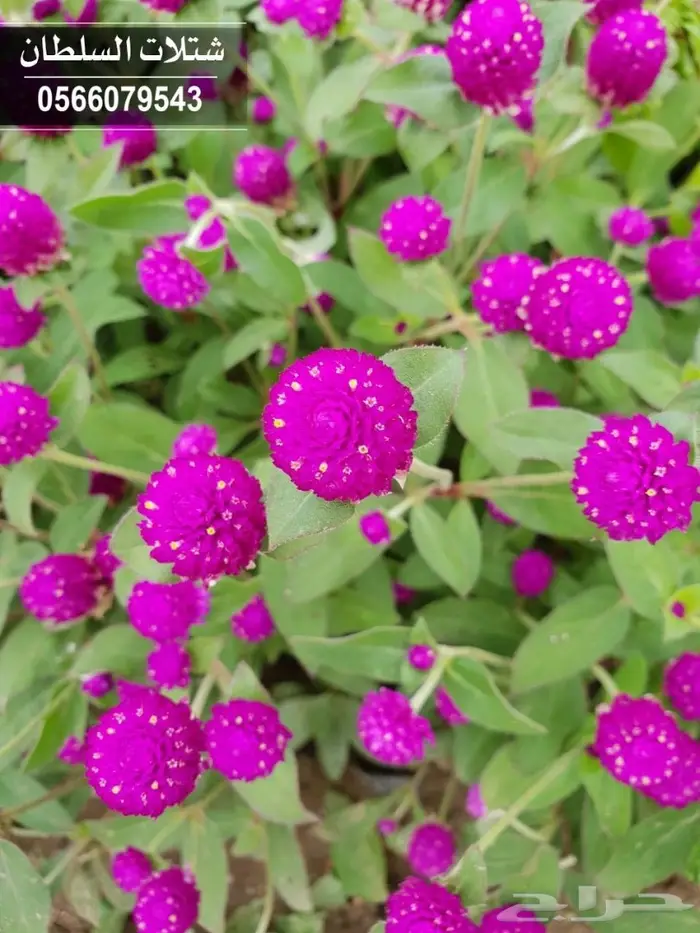   Seedlings with best prices from 1.50 to 3  43