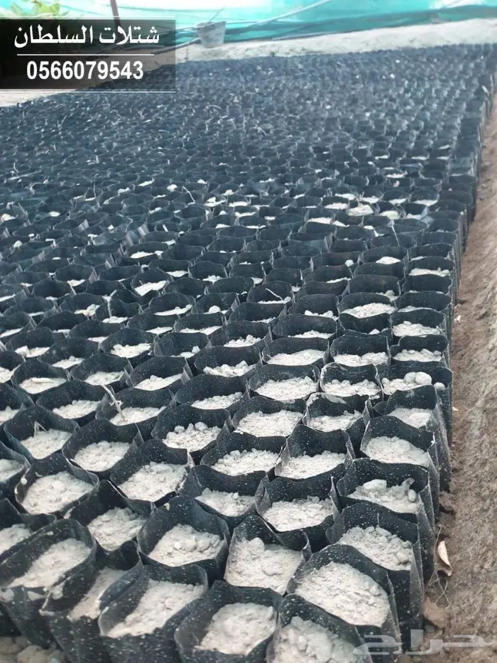   Seedlings with best prices from 1.50 to 3  62