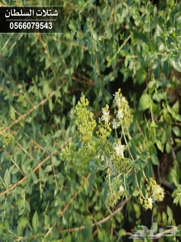   Seedlings with best prices from 1.50 to 3  73