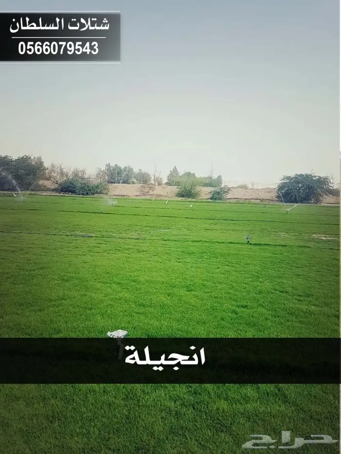 شتلات السلطان .. تبدأ من 1.50 الى 3 ريال . 37