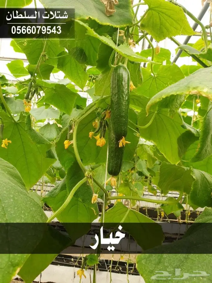 بإسعار مناسبة.. شتلات تبدأ من 1.50 الى 3 ريال 65