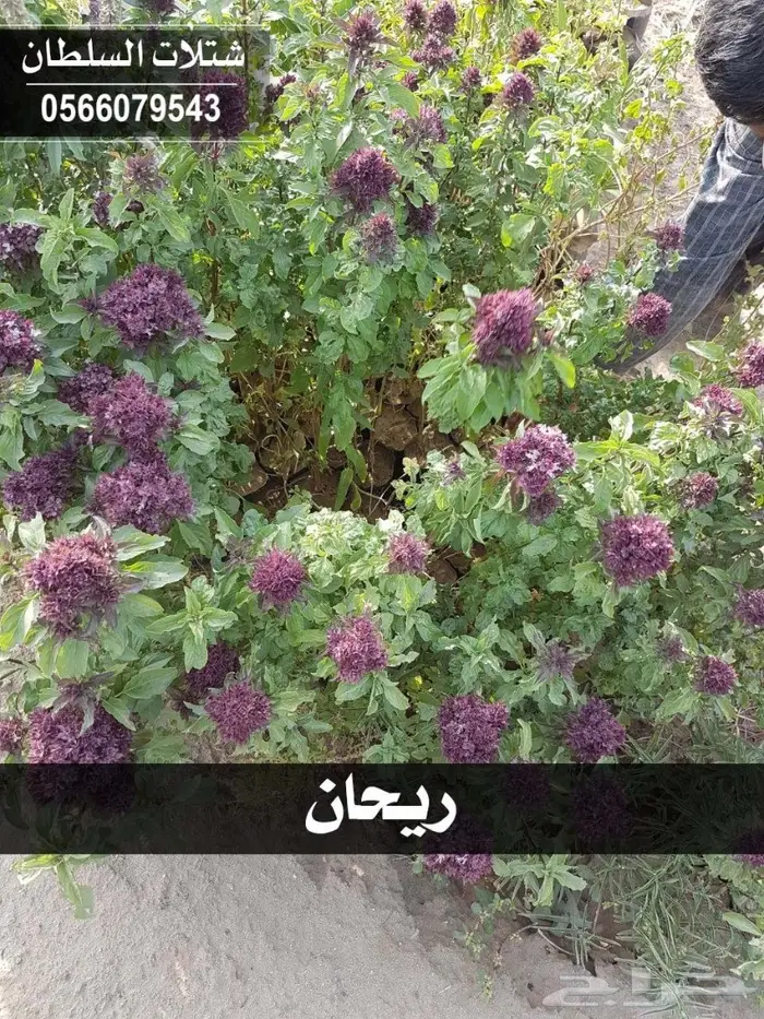 بإسعار مناسبة.. شتلات تبدأ من 1.50 الى 3 ريال 81