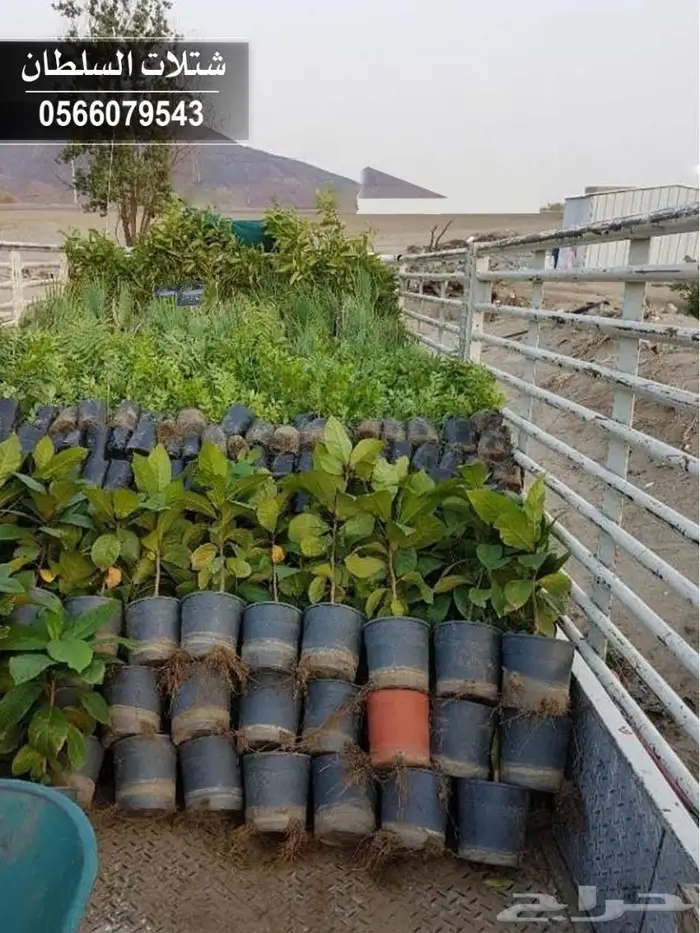 بإسعار مناسبة.. شتلات تبدأ من 1.50 الى 3 ريال 99