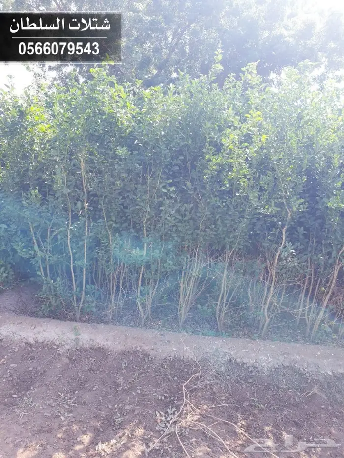 بإسعار طيبة .. شتلات تبدأ ب 1.50 الى 3 ريال. 35