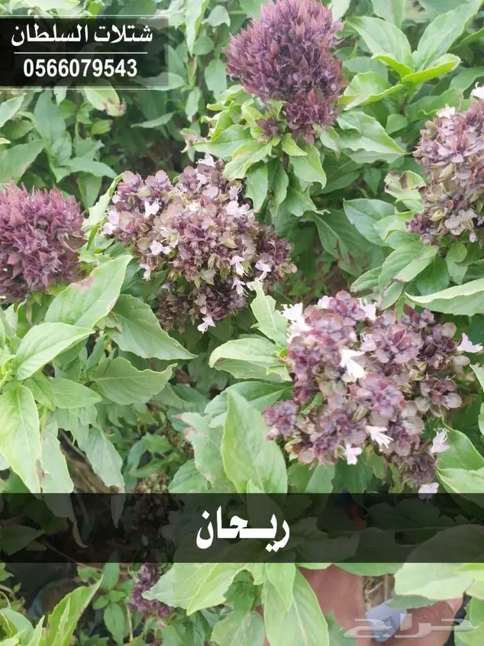 بإسعار طيبة .. شتلات تبدأ ب 1.50 الى 3 ريال. 42