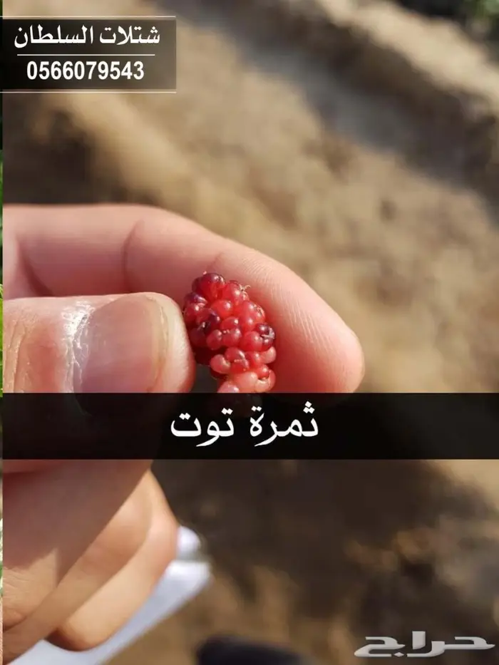 بإسعار طيبة .. شتلات تبدأ ب 1.50 الى 3 ريال. 50