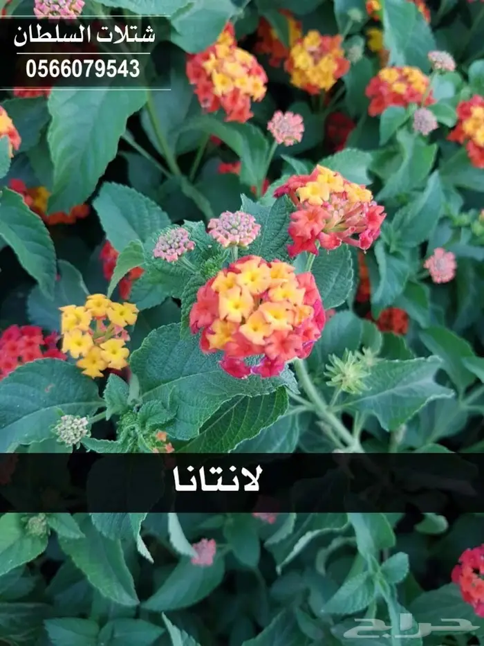 بإسعار طيبة .. شتلات تبدأ ب 1.50 الى 3 ريال. 69