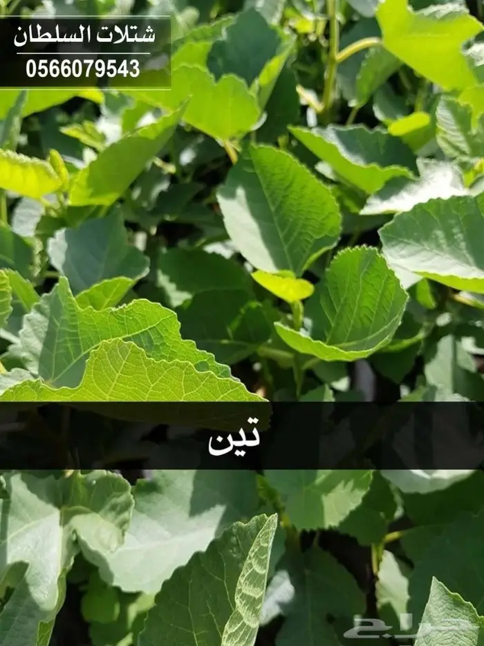 بإسعار ممتازة .. شتلات تبدأ من 1.50 ريال . 85
