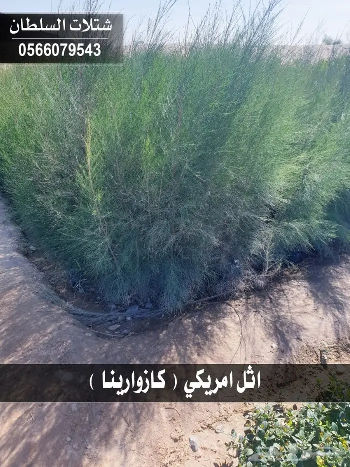 شتلات السلطان .. تبدأ من 1.50 الى 3 ريال . 3