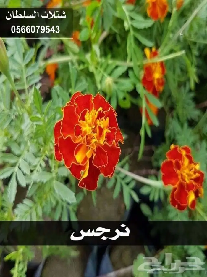 شتلات السلطان .. تبدأ من 1.50 الى 3 ريال . 64