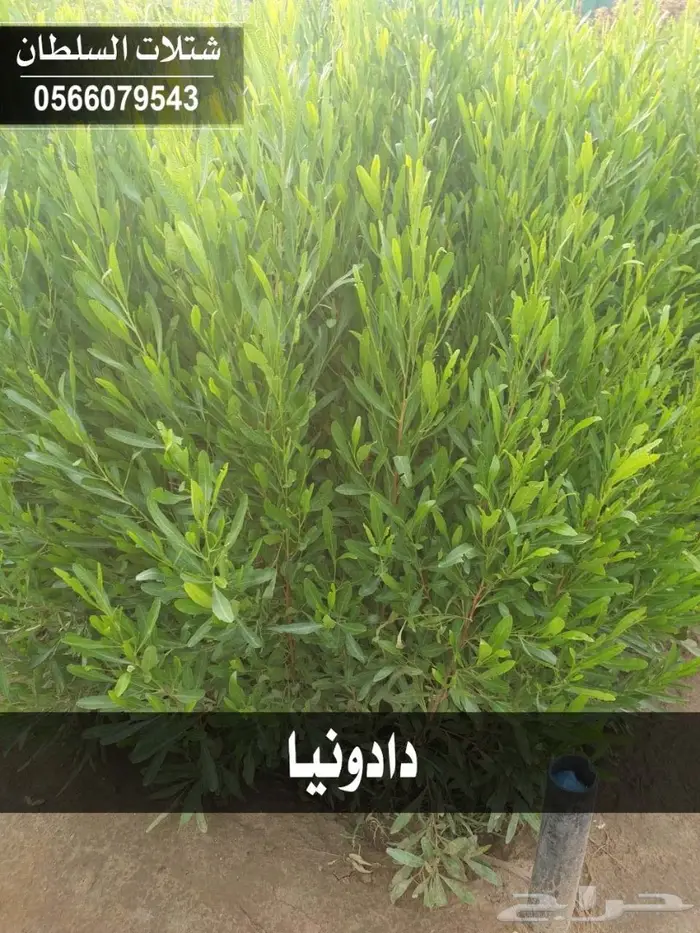 شتلات السلطان .. تبدأ من 1.50 الى 3 ريال . 94