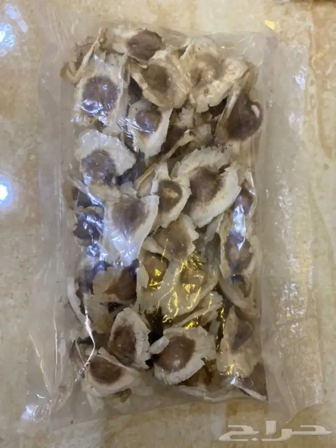 بذر مورينقا او مورينجا  1