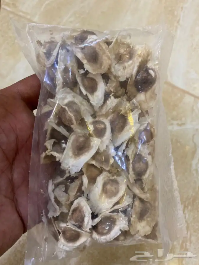 بذر مورينقا او مورينجا  2