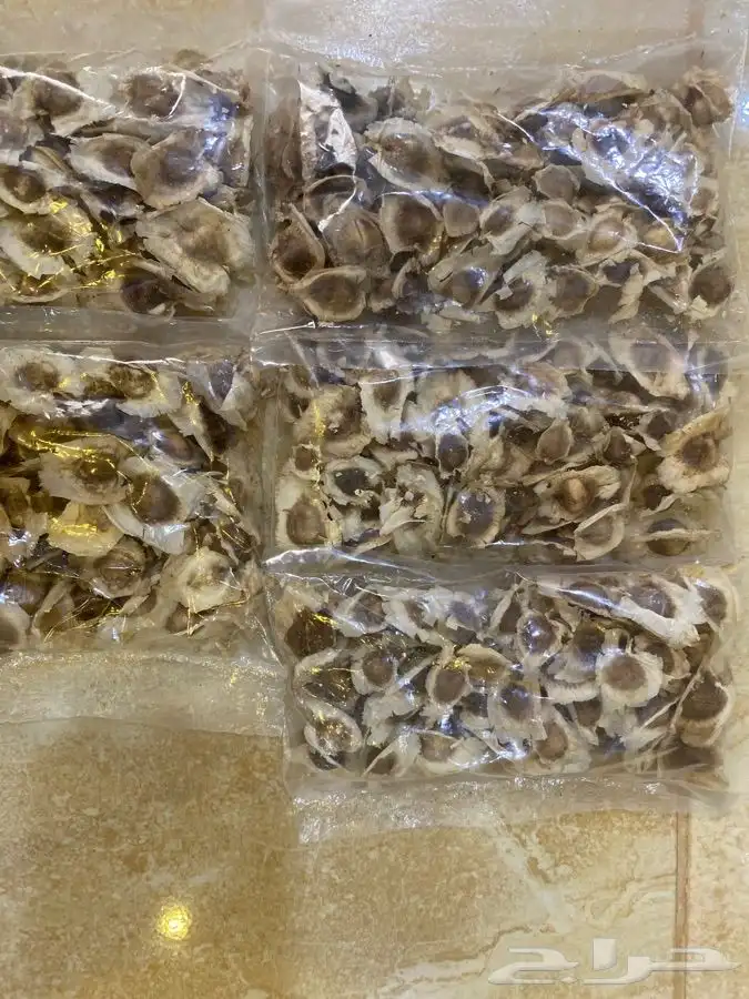 بذر مورينقا او مورينجا  0