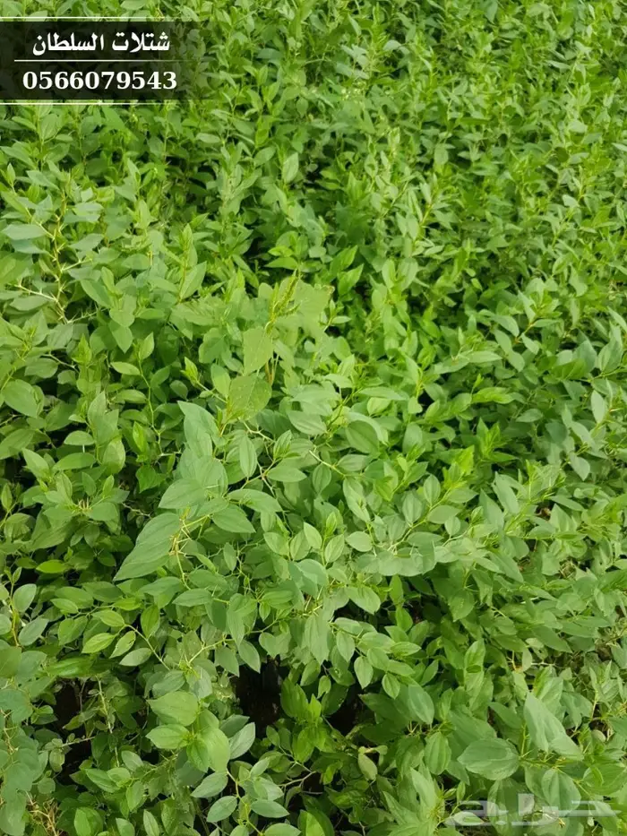 شتلات سدر ( بكميات كبيرة ) 1