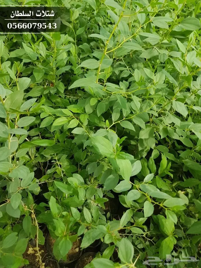 شتلات سدر ( بكميات كبيرة ) 2