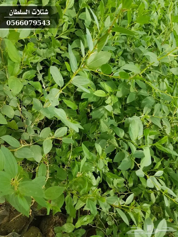 شتلات سدر ( بكميات كبيرة ) 4