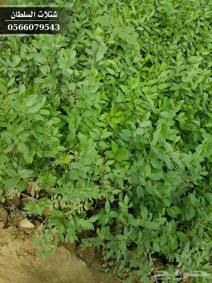 شتلات سدر ( بكميات كبيرة ) 5