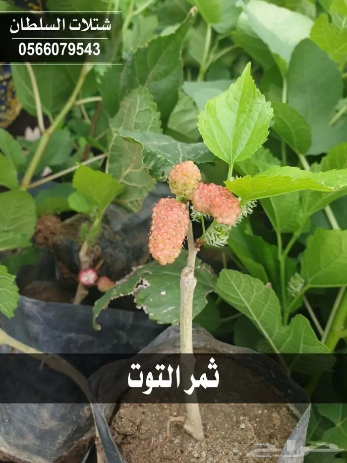 بإسعار مناسبة .. شتلات تبدأ من 1.50 الى 3 . 0