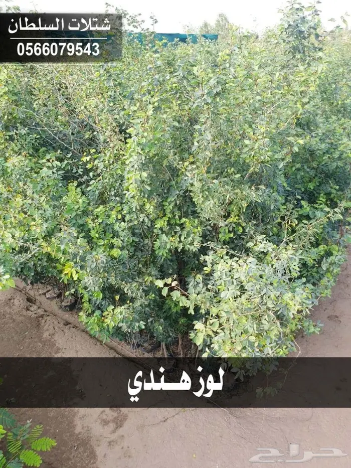 بإسعار مناسبة .. شتلات تبدأ من 1.50 الى 3 . 21