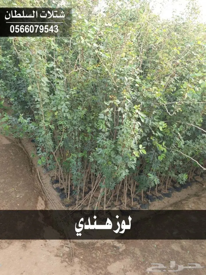 بإسعار مناسبة .. شتلات تبدأ من 1.50 الى 3 . 22