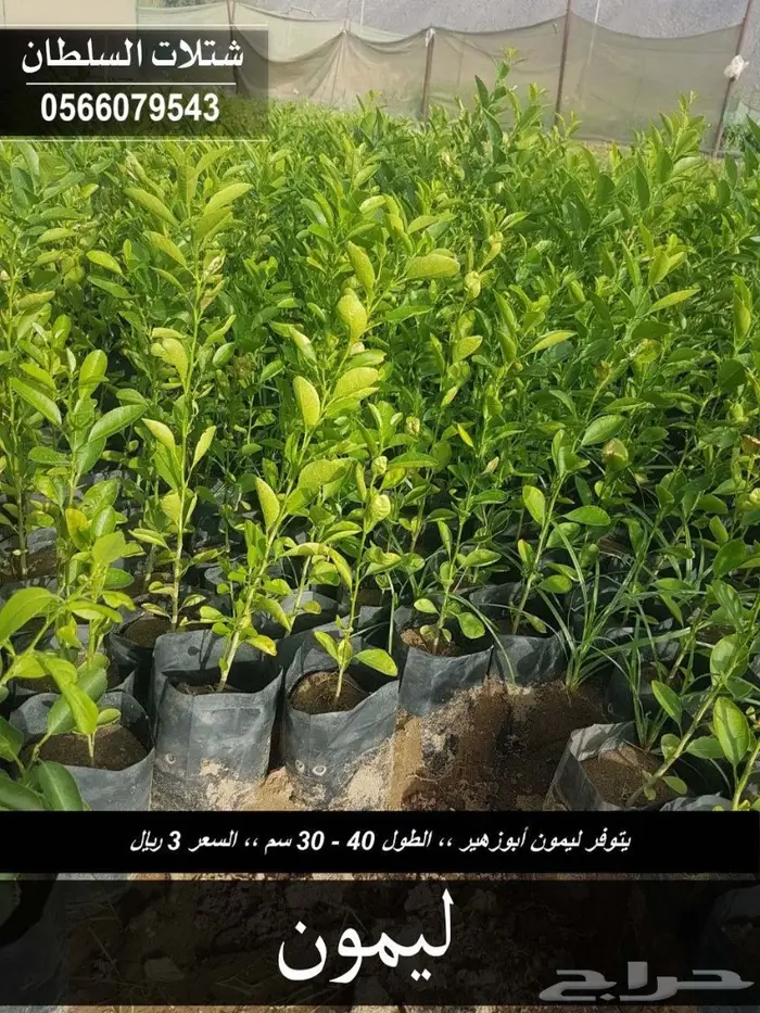 بإسعار مناسبة .. شتلات تبدأ من 1.50 الى 3 . 25