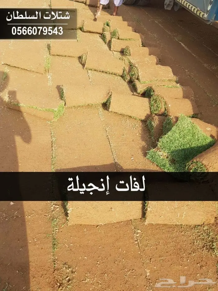 بإسعار مناسبة .. شتلات تبدأ من 1.50 الى 3 . 39