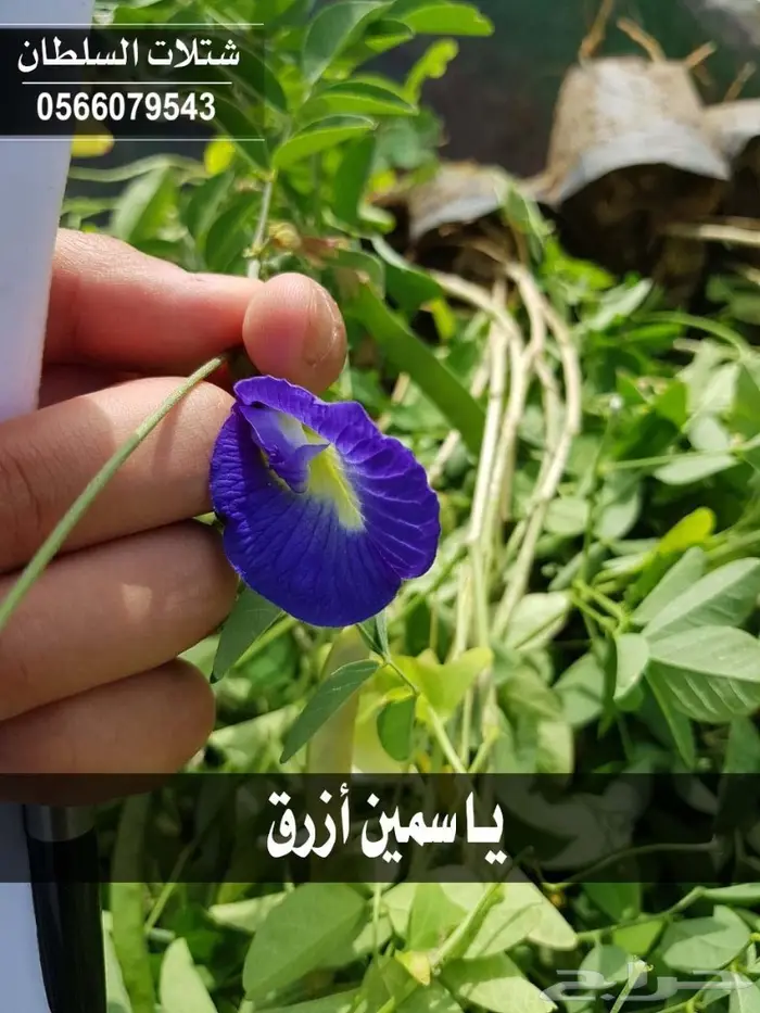 بإسعار مناسبة .. شتلات تبدأ من 1.50 الى 3 . 67