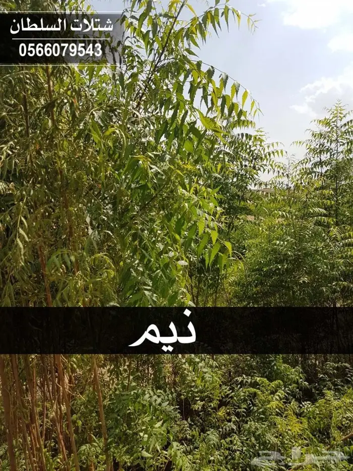بإسعار مناسبة .. شتلات تبدأ من 1.50 الى 3 . 77