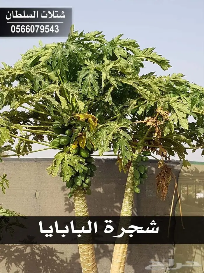 بإسعار مناسبة .. شتلات تبدأ من 1.50 الى 3 . 88