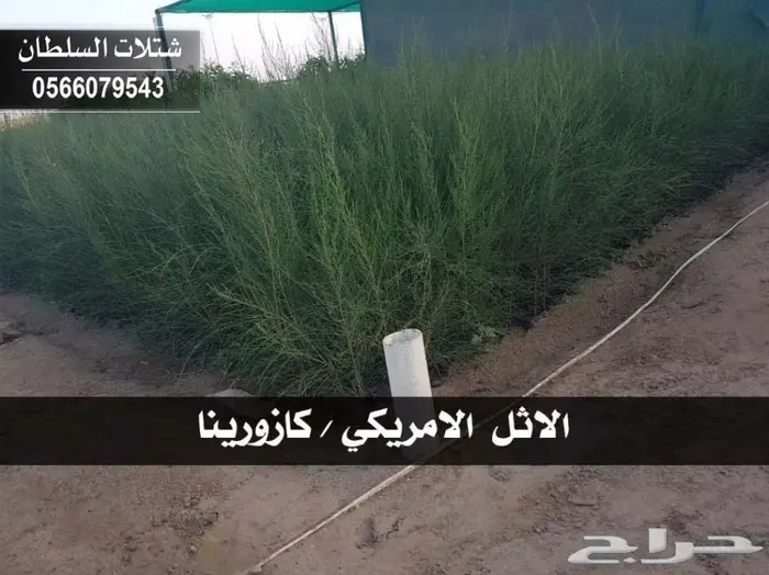 بإسعار مناسبة .. شتلات تبدأ من 1.50 الى 3 . 23