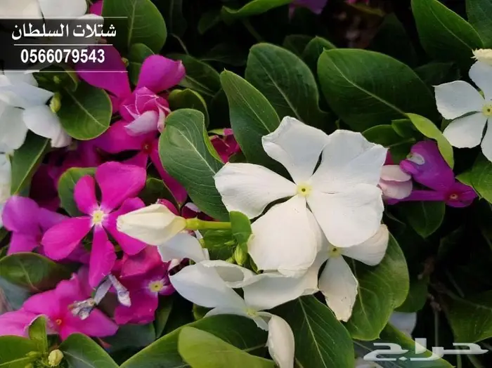 بإسعار مناسبة .. شتلات تبدأ من 1.50 الى 3 . 99